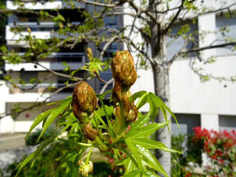 Feuilles et fleurs en capitule sphérique, Copalme d'Amériq… 