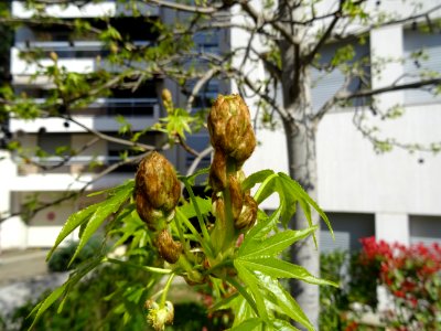 Feuilles et fleurs en capitule sphérique, Copalme d'Amériq… 