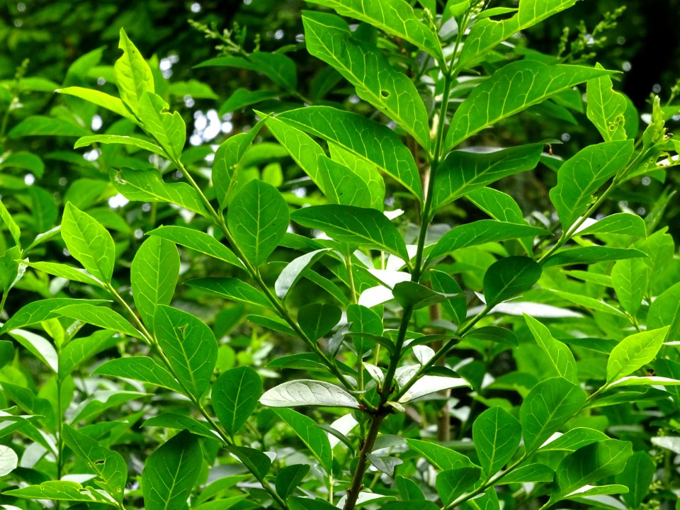 Feuilles du Troène commun, Ligustrum vulgare, Oléacées 