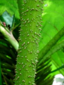Tige épineuse de la Rhubarbe géante du Chili, Gunnera chil… 