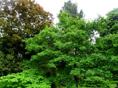 Chêne pédonculé, Quercus robur, Fagacées 