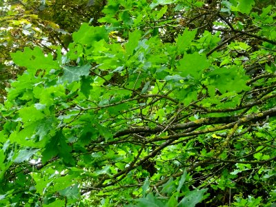 Feuilles du Chêne pédonculé, Quercus robur, Fagacées 
