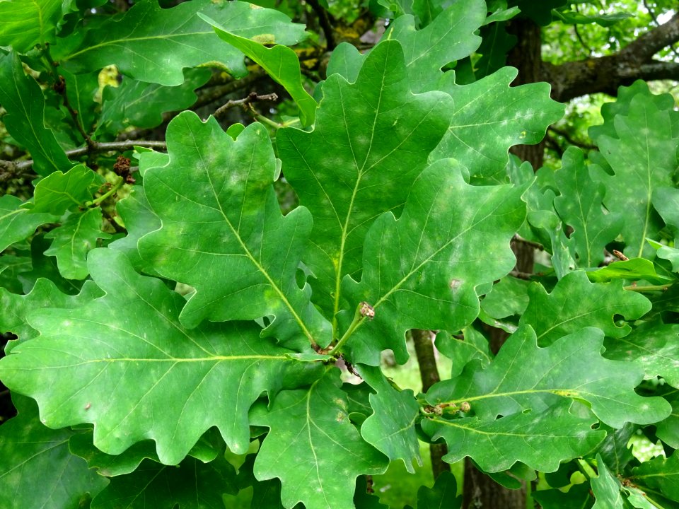 Feuilles du Chêne pédonculé, Quercus robur, Fagacées 