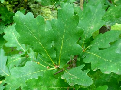 Feuilles du Chêne pédonculé, Quercus robur, Fagacées 