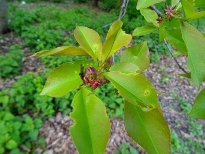 Feuilles du Cerisier tardif ou cerisier noir, Prunus serot… 