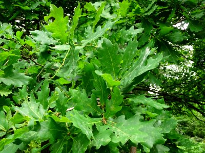 Feuilles du Chêne pédonculé, Quercus robur, Fagacées 