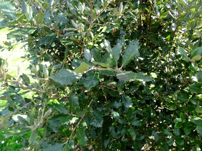 Feuilles de Chêne vert, Quercus ilex, Fagacées 