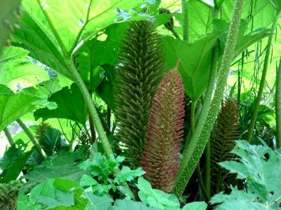 Inflorescences de la Rhubarbe géante du Chili, Gunnera chi… 