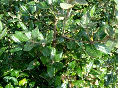 Feuilles de Chêne vert, Quercus ilex, Fagacées 