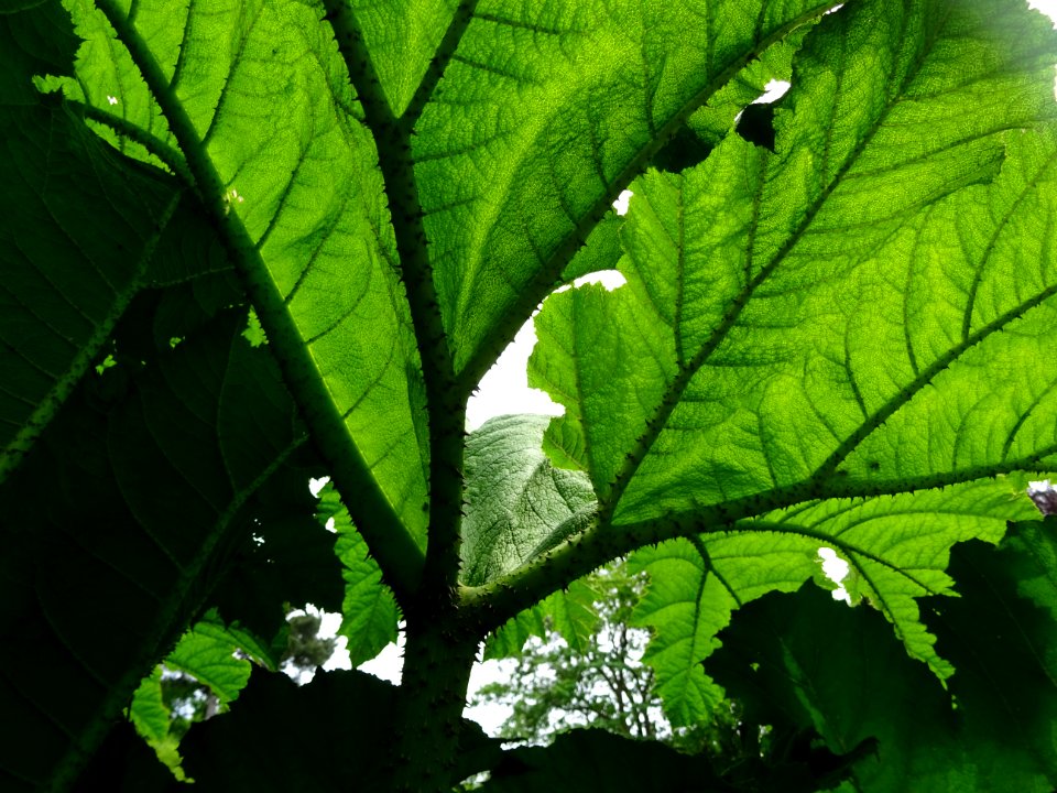 Feuilles de la Rhubarbe géante du Chili, Gunnera chilensis… 