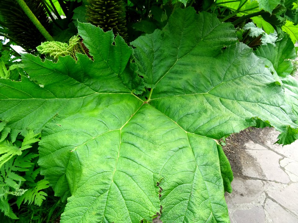 Feuille de la Rhubarbe géante du Chili, Gunnera chilensis,… 