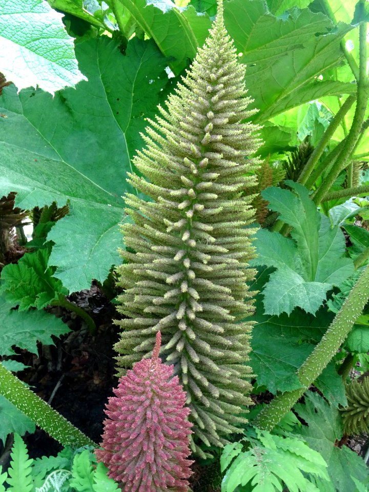Inflorescences et tiges épineuses de la Rhubarbe géante du… 