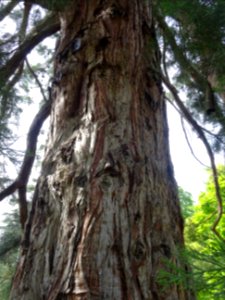 Tronc du Séquoia géant, Sequoiadendron giganteum, Taxodiac… photo