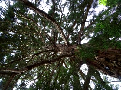 Tronc et branches du Séquoia géant, Sequoiadendron gigante… photo