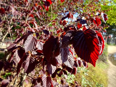 Feuilles de noisetier pourpre, Corylus maxima purpurea, Bé… 