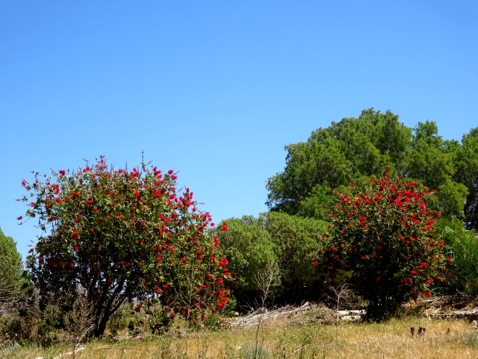Callistemon ou Rince-bouteille, Callistemon citrinus, Myrt… 