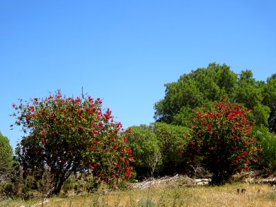 Callistemon ou Rince-bouteille, Callistemon citrinus, Myrt… 