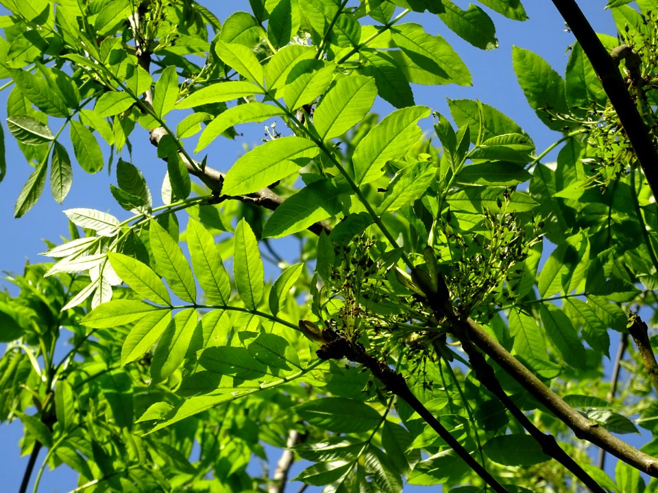 Jeunes feuilles de Frêne élevé, Fraxinus excelsior, Oléacé… 