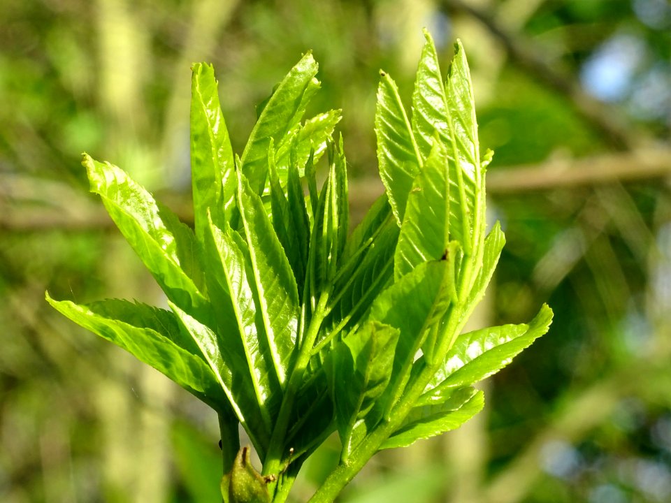 Jeunes feuilles de Frêne élevé, Fraxinus excelsior, Oléacé… 