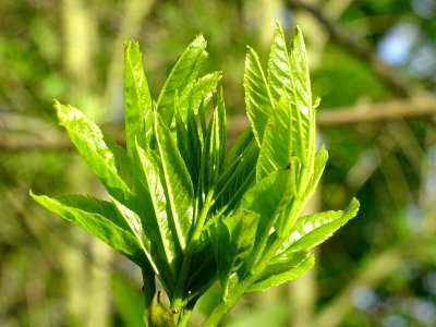 Jeunes feuilles de Frêne élevé, Fraxinus excelsior, Oléacé… photo