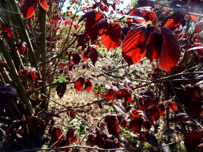 Feuilles de noisetier pourpre, Corylus maxima purpurea, Bé… 