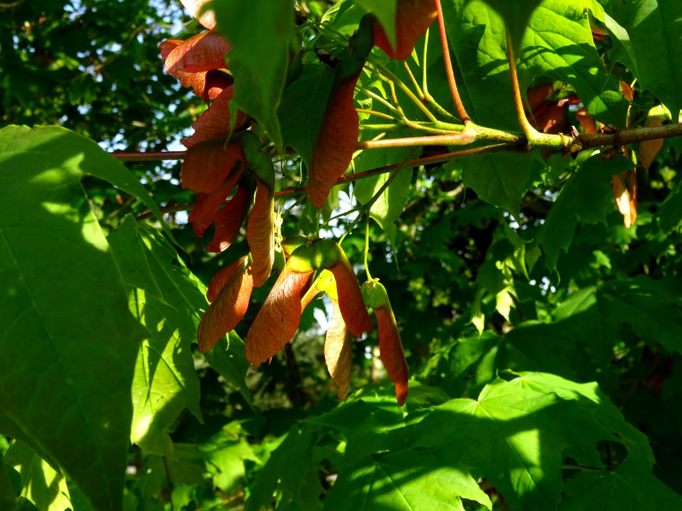 Disamares et feuilles d'érable plane, Acer planatoides, Ac… 