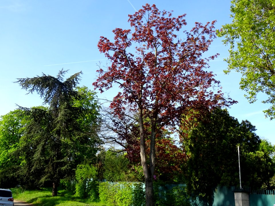 Erable platane rouge, Acer platanoides Royal Red, Acéracée… 