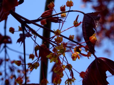 Erable platane rouge, Acer platanoides Royal Red, Acéracée… 