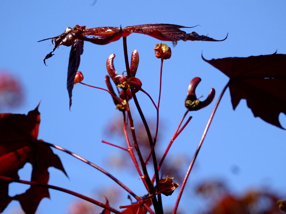Erable platane rouge, Acer platanoides Royal Red, Acéracée… 