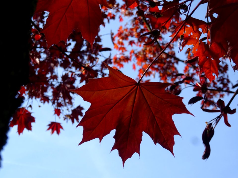 Erable platane rouge, Acer platanoides Royal Red, Acéracée… 