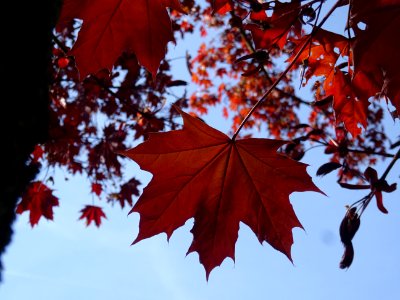 Erable platane rouge, Acer platanoides Royal Red, Acéracée… 