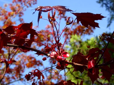 Erable platane rouge, Acer platanoides Royal Red, Acéracée… 