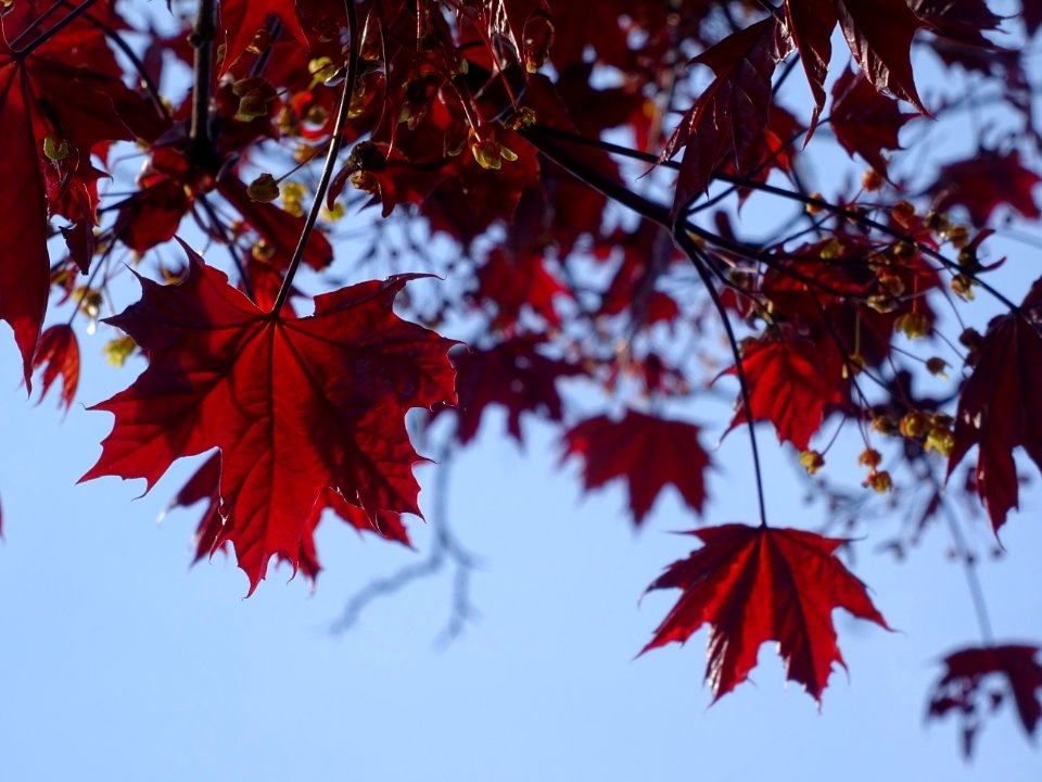 Erable platane rouge, Acer platanoides Royal Red, Acéracée… 