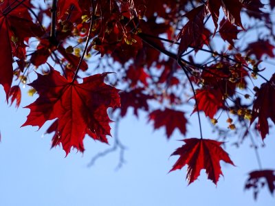 Erable platane rouge, Acer platanoides Royal Red, Acéracée… 