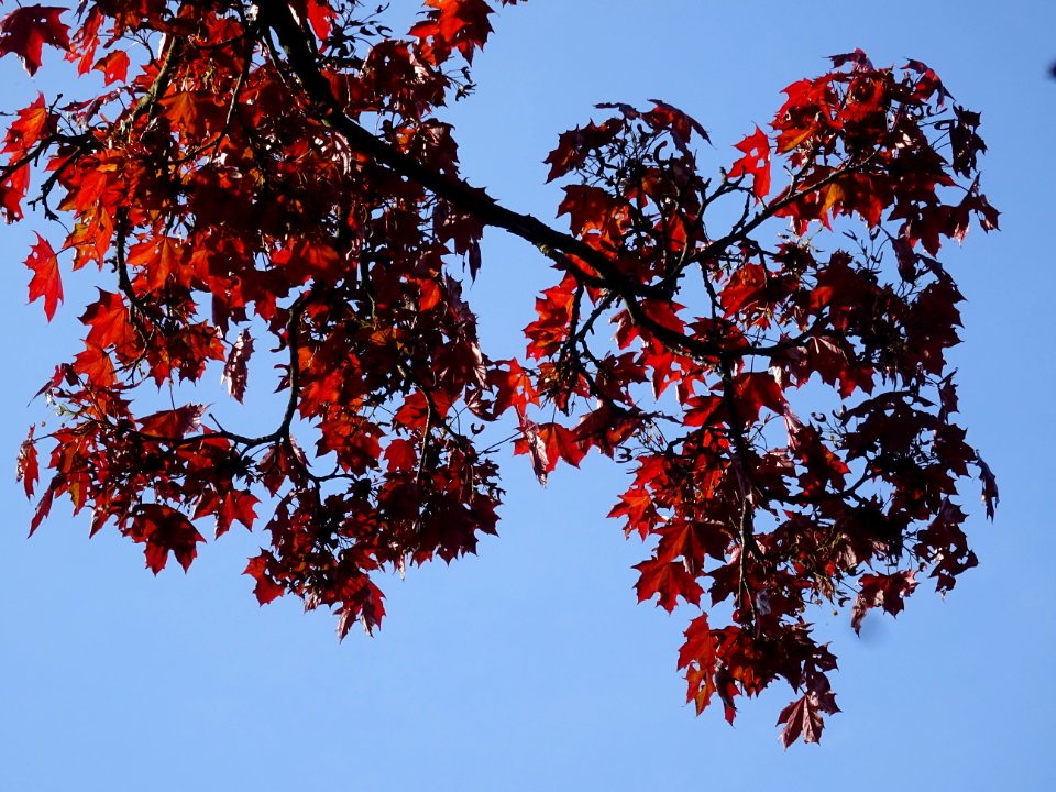 Erable platane rouge, Acer platanoides Royal Red, Acéracée… 