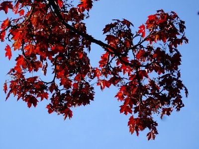 Erable platane rouge, Acer platanoides Royal Red, Acéracée… 