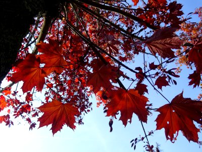 Erable platane rouge, Acer platanoides Royal Red, Acéracée… 
