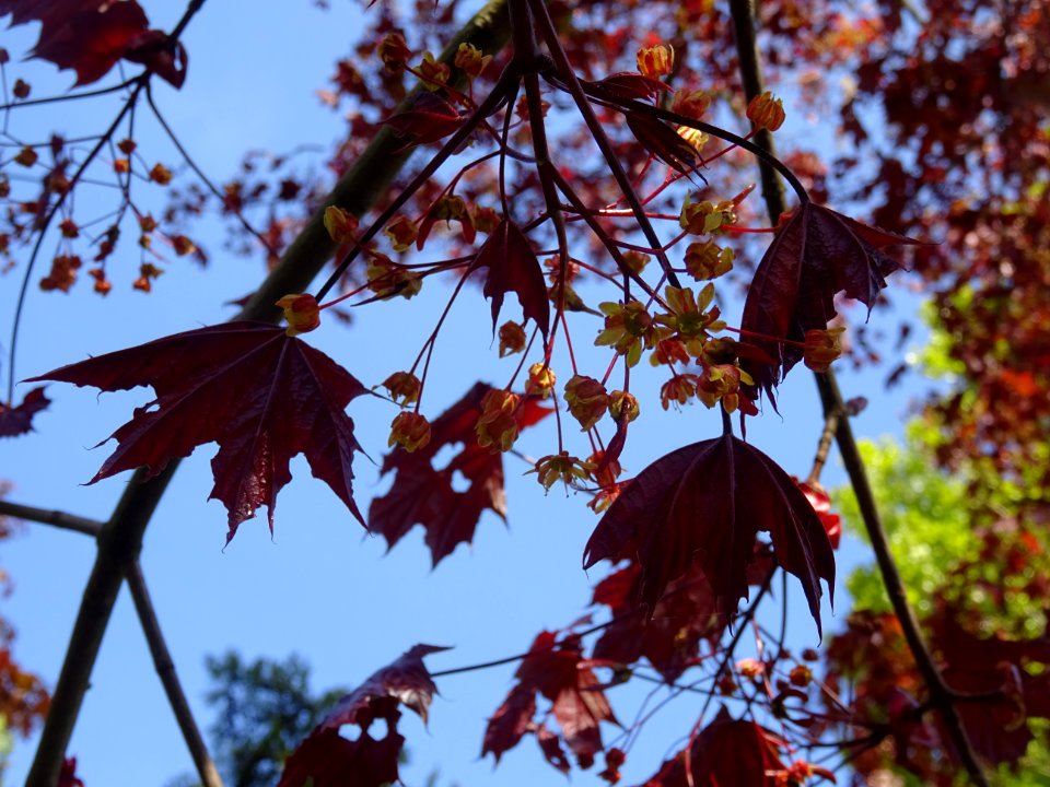 Erable platane rouge, Acer platanoides Royal Red, Acéracée… 