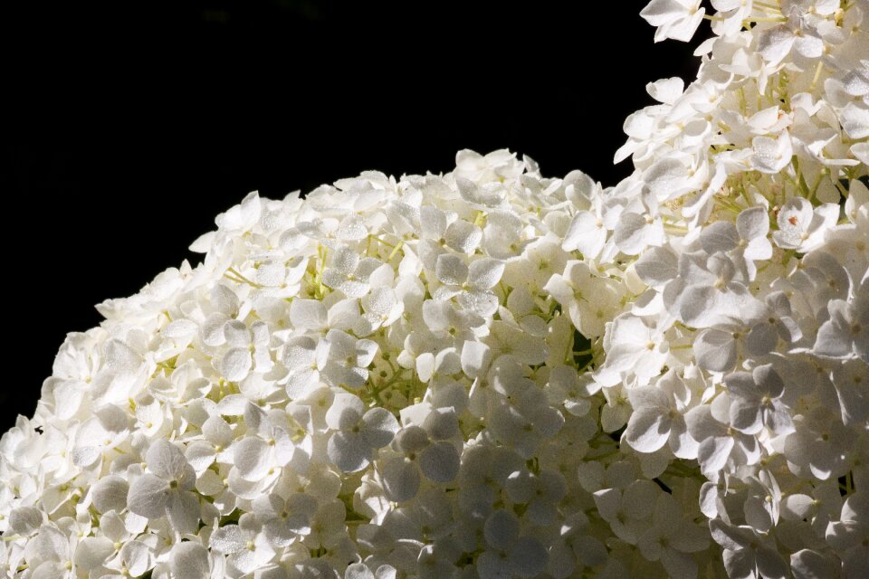 Hydrangeaceae ornamental shrub pink