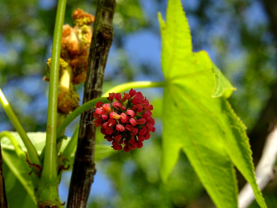 Feuilles et fleurs en capitule sphérique, Copalme d'Amériq… 
