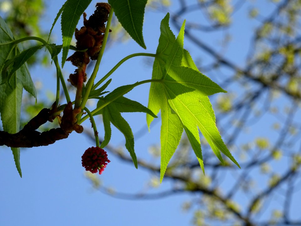 Feuilles et fleurs en capitule sphérique, Copalme d'Amériq… 