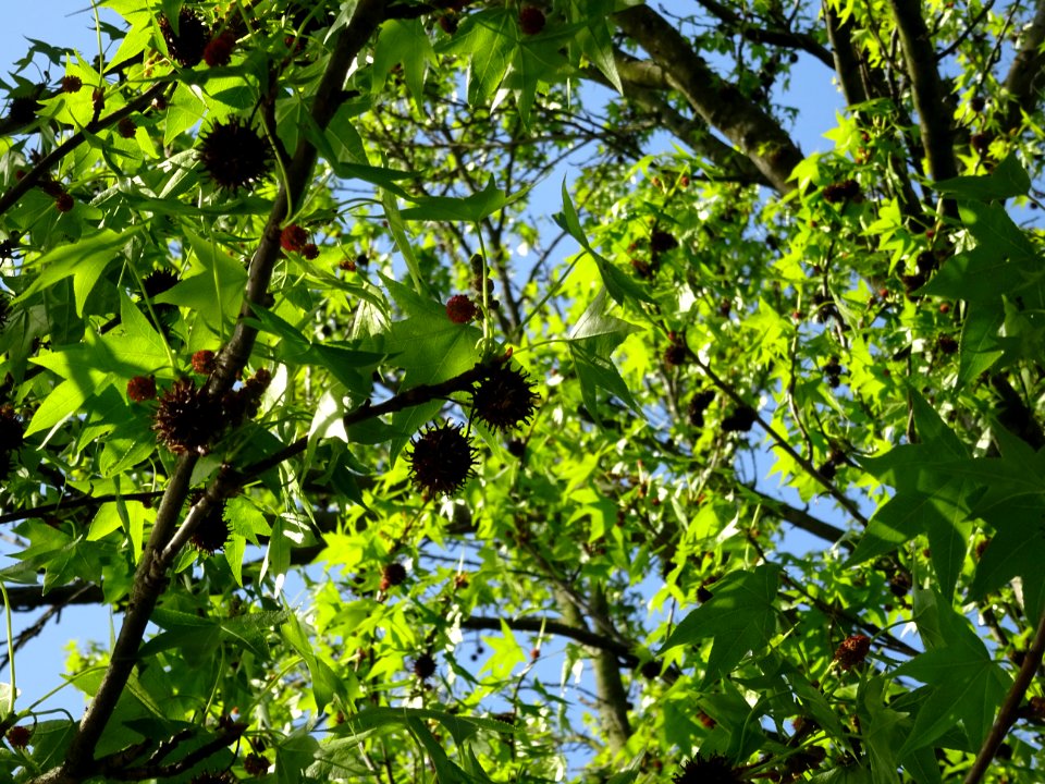 Feuilles et fleurs en capitule sphérique, Copalme d'Amériq… 