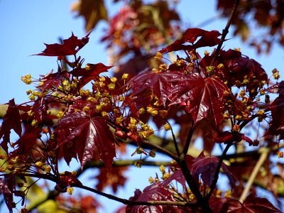 Erable platane rouge, Acer platanoides Royal Red, Acéracée… 