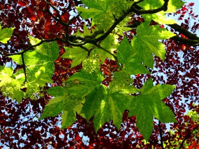 Feuilles et grappes de fleurs de l'Erable sycomore à feuil… 
