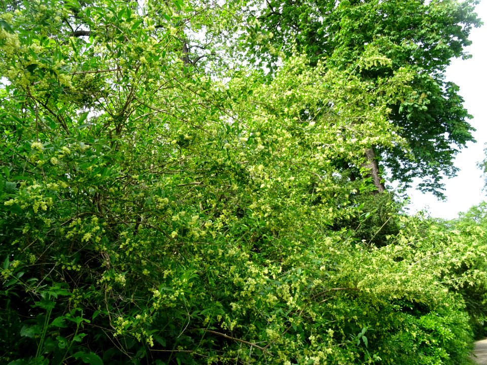 Feuilles et inflorescences du Troène commun, Ligustrum vul… 