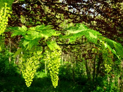 Feuilles et grappes de fleurs de l'Erable sycomore à feuil… 