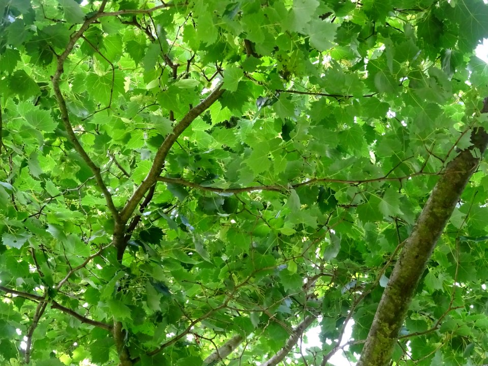Feuilles du Tilleul de Mongolie ou Tilleul à feuilles de v… 
