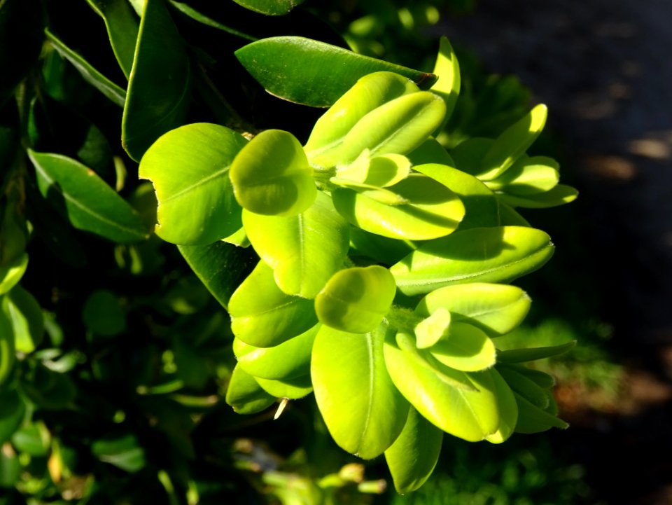 Buis, Buxus, Buxacées 