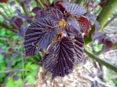 Feuilles de noisetier pourpre, Corylus maxima purpurea, Bé… 