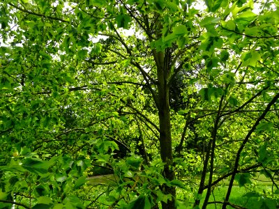 Tulipier de Virginie panaché, Liriodendron tulipifera aure… 